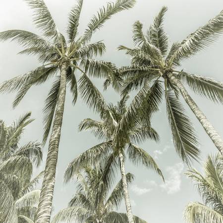 Vintage palm idylle 