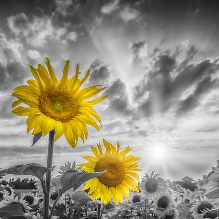 Twee zonnebloemen in focus