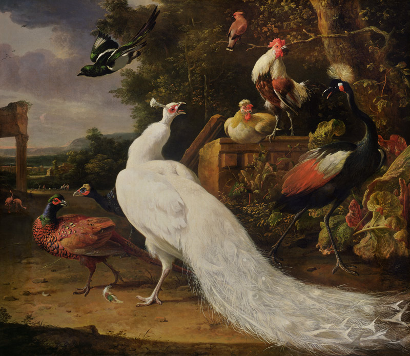 The White Peacock van Melchior de Hondecoeter