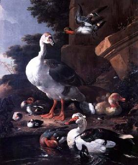 Waterfowl in a classical landscape