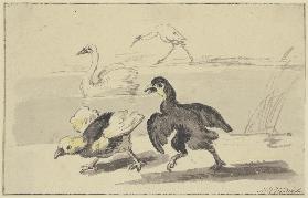 Zwei junge Schwäne nach links laufend, auf dem Wasser das Elterntier, hinten ein Storch