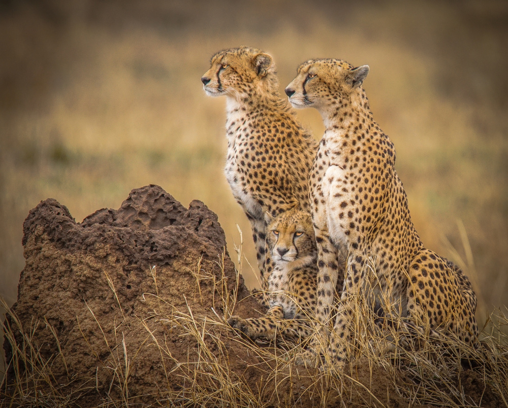 Serengeti Cheetahs van Melissa Theil