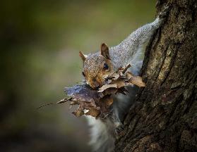 Nest Building Squirrel