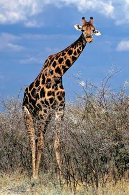 Giraffe van Michael Dietrich