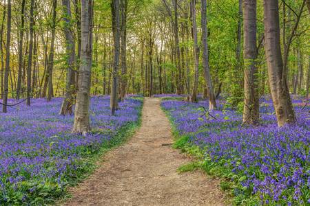 Wald der blauen Blumen in Hückelhoven