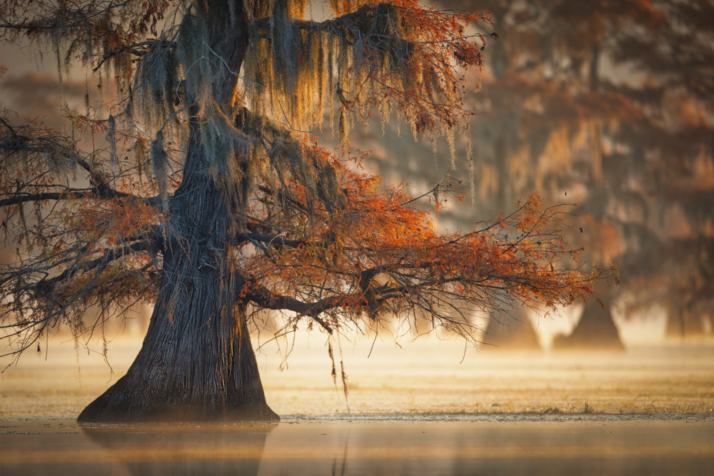 A Cypress In Fall Water van Michael Zheng