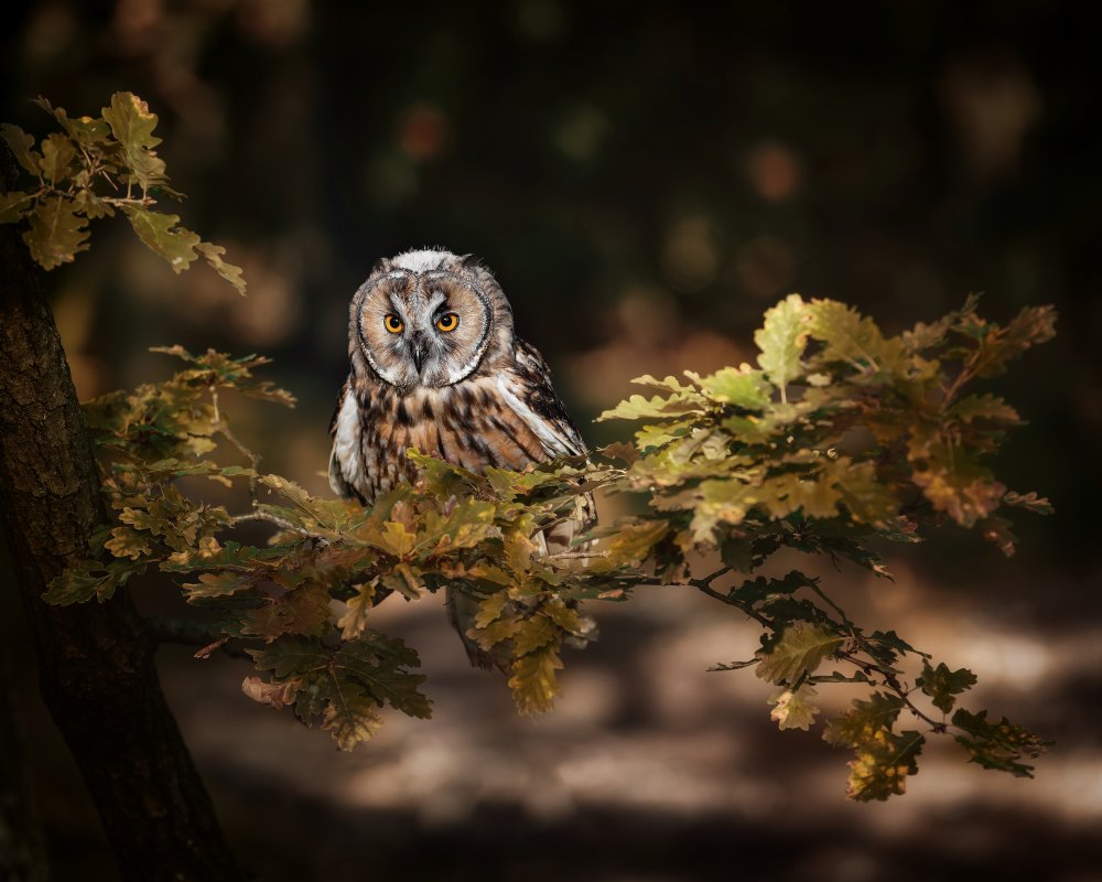 Long eared owl van Michaela Firešová