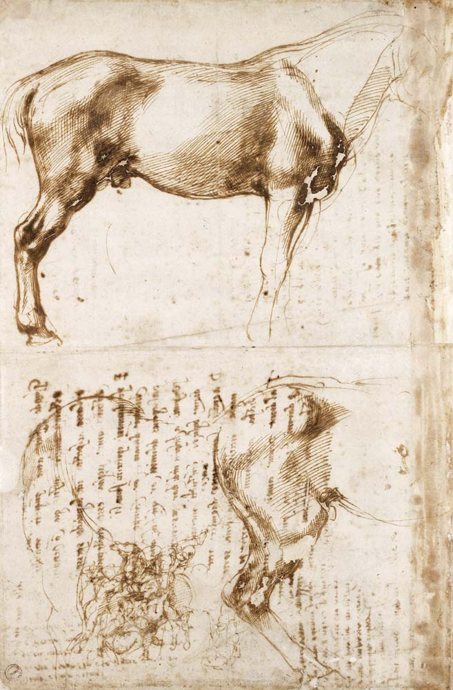 Anatomic Horse study van Michelangelo (Buonarroti)