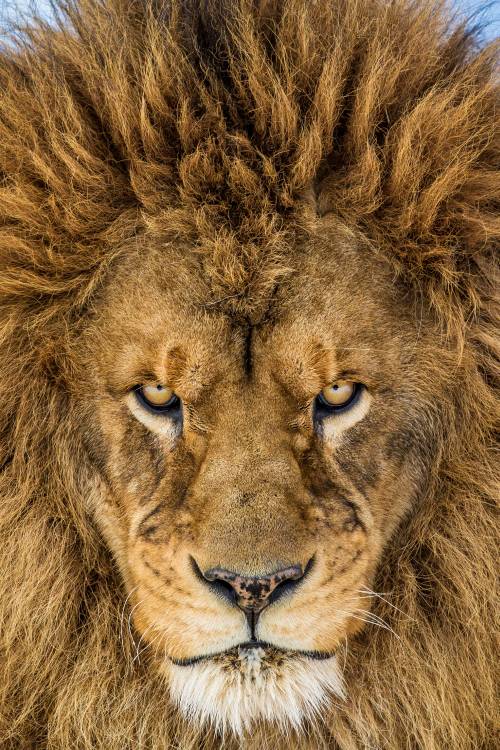 Serious Lion van Mike Centioli