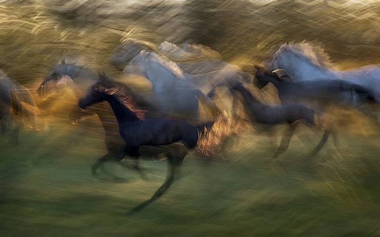 fiery gallop van Milan Malovrh