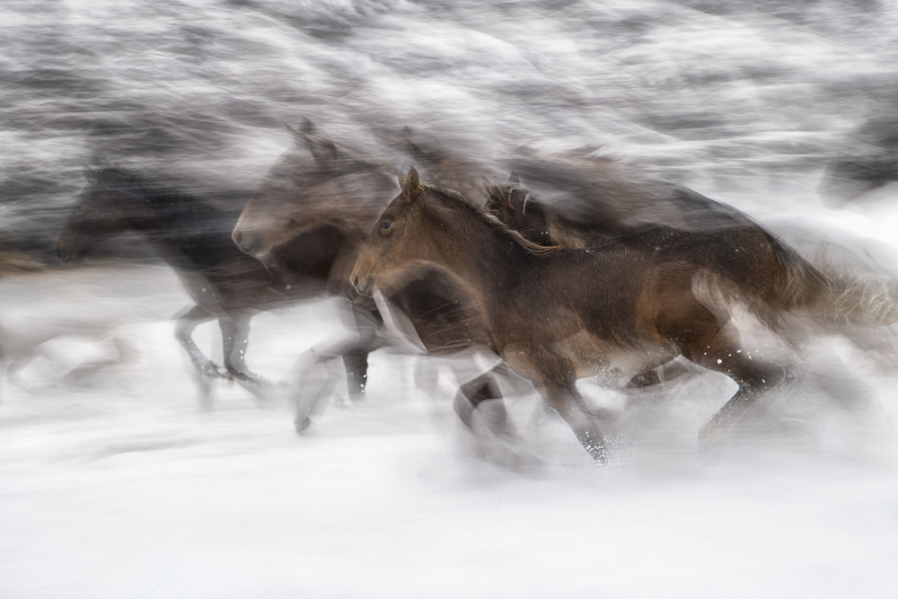 winter gallop van Milan Malovrh