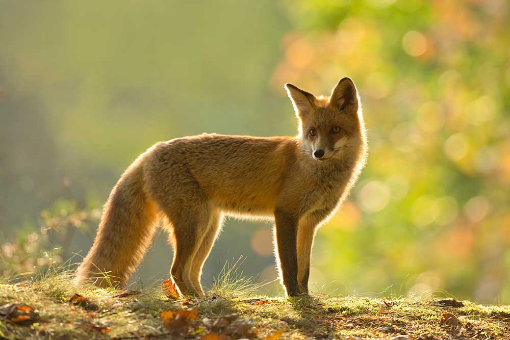 Red fox van Milan Zygmunt