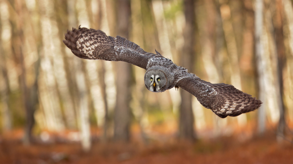 Great Grey Owl van Milan Zygmunt