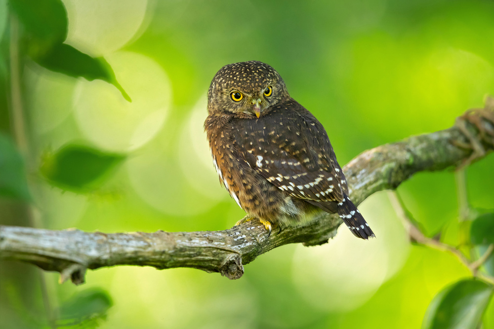 Costa Rican pygmy owl van Milan Zygmunt