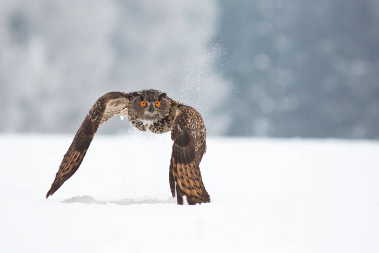 Eurasian eagle-owl van Milan Zygmunt