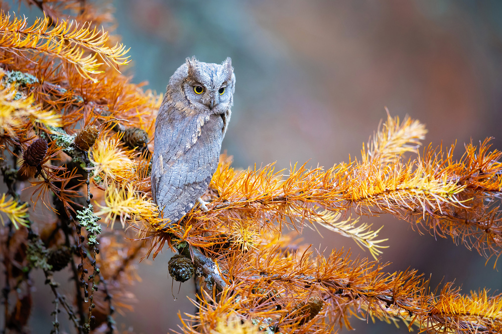 Eurasian scops owl van Milan Zygmunt
