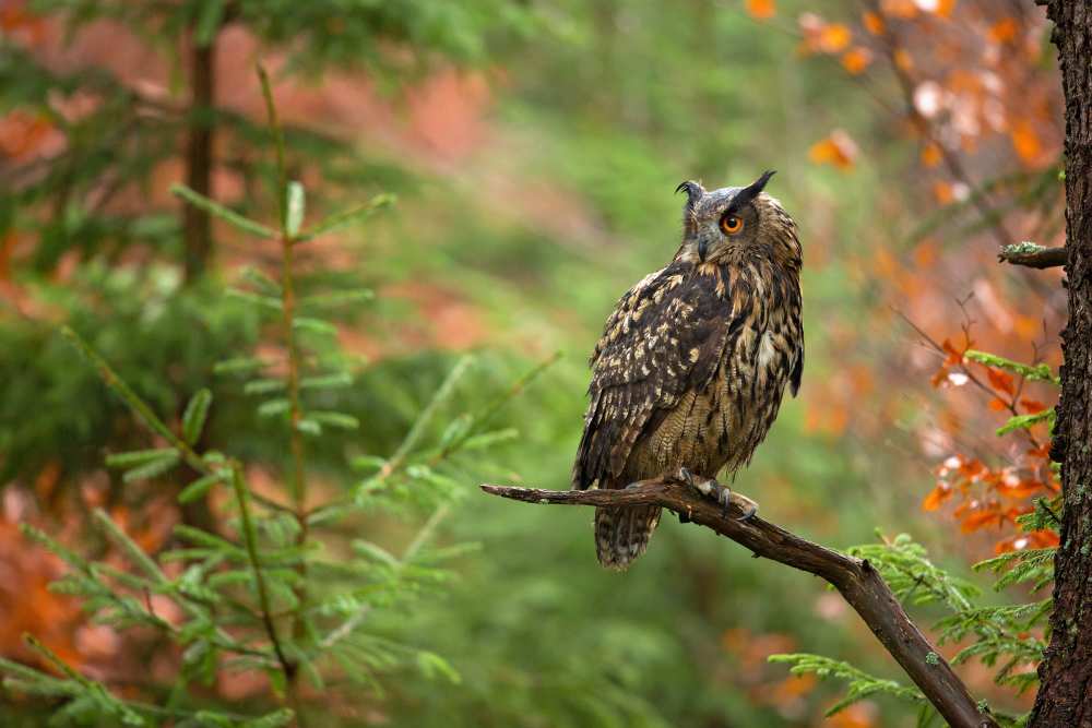 Euroasian Eagle Owl van Milan Zygmunt
