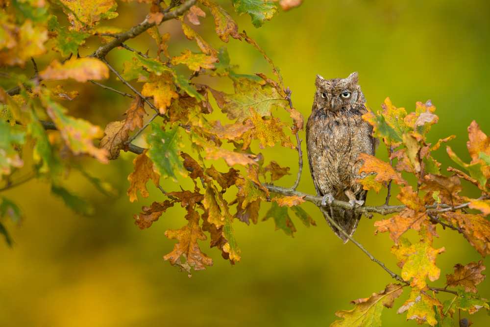 European Scops Owl van Milan Zygmunt