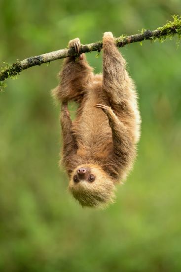 Hoffmanns two-toed sloth