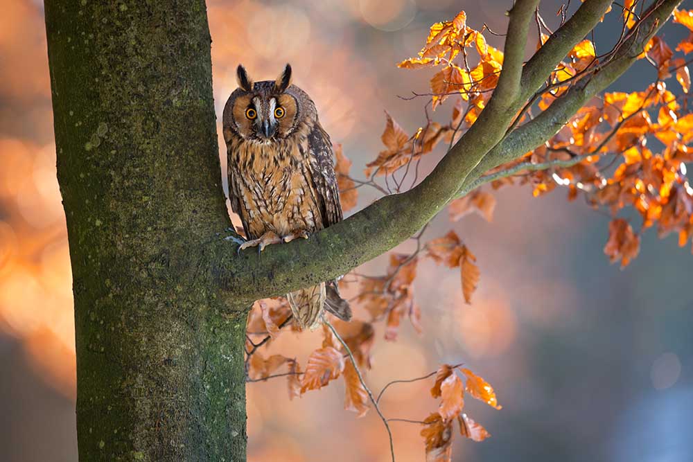Long-Eared Owl van Milan Zygmunt