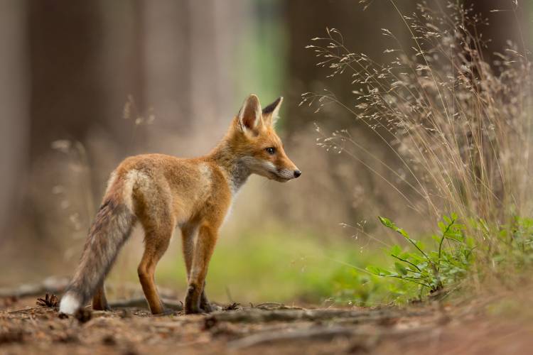 Red Fox van Milan Zygmunt