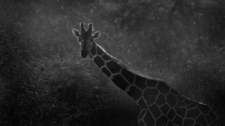 Morning Giraffe