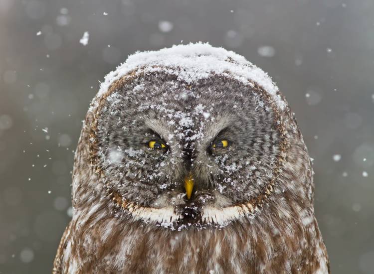 Great Grey Owl Winter Portrait van Mircea Costina