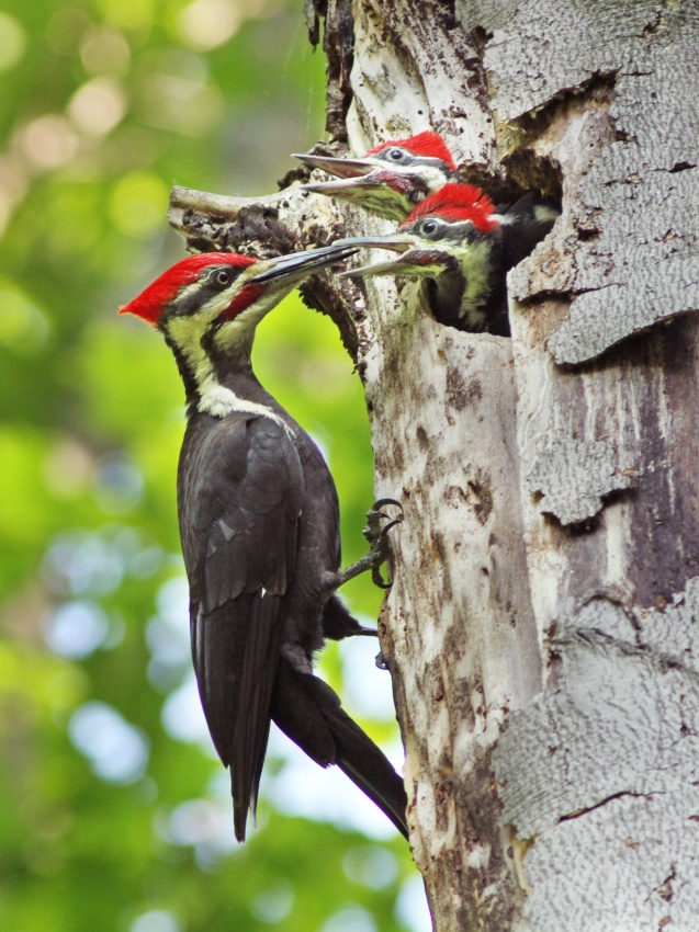 Pileated Woodpecker van Mircea Costina