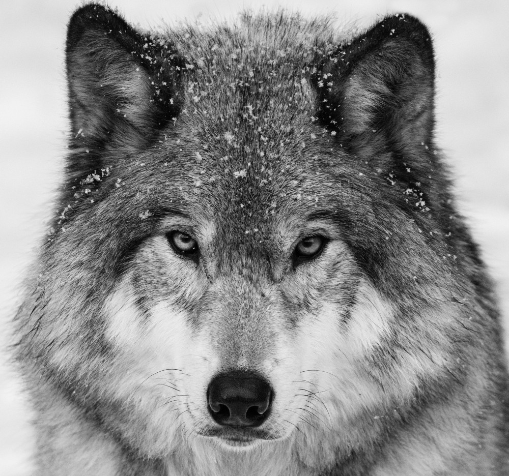 Wolf Portrait van Mircea Costina