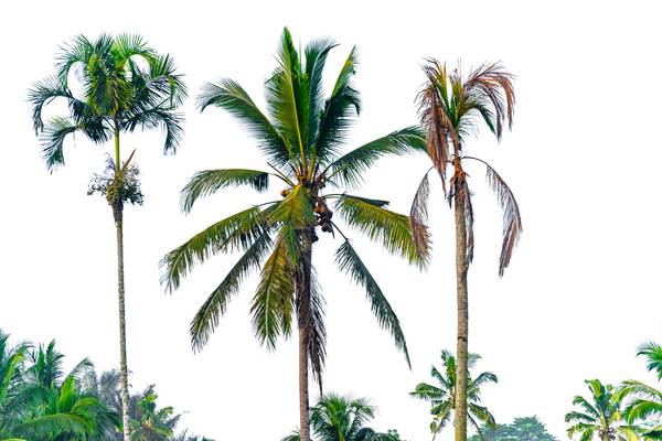 Bali Palmen, Fotokunst, Natur, Bäume, Floral, Natur van Miro May