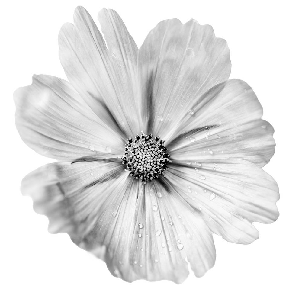 Blume in Schwarz Weiss van Miro May