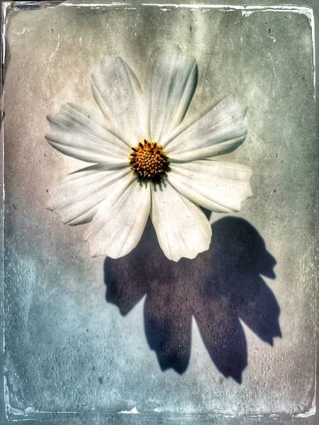 Blume in weiss van Miro May