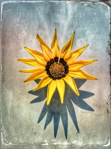 Gelbe Blume  van Miro May