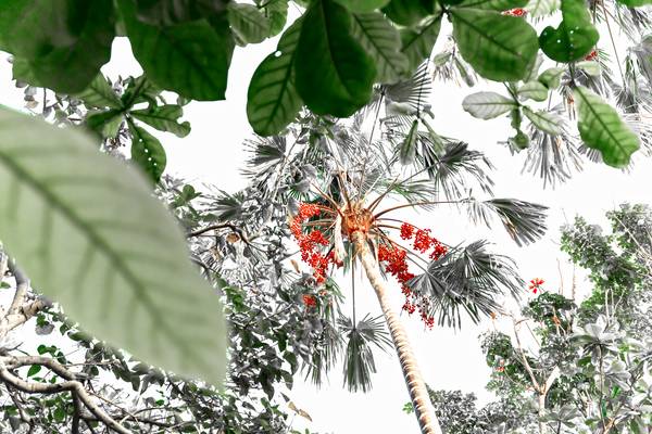 Palme hinter Blättern, Regenwald, Bali, Floral, Fotokunst van Miro May