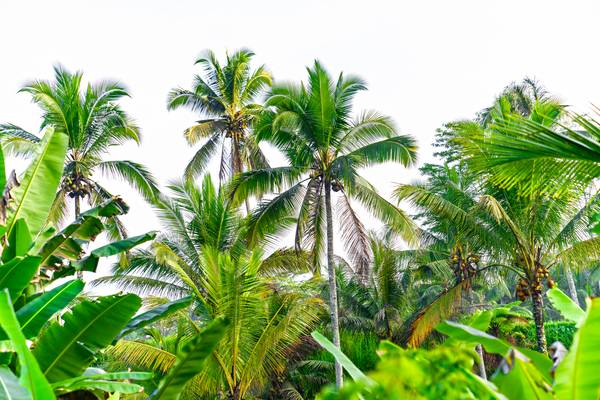 Palmen auf Bali, Regenwald, Floral, Natur, Grün, Bäume, Fotokunst van Miro May