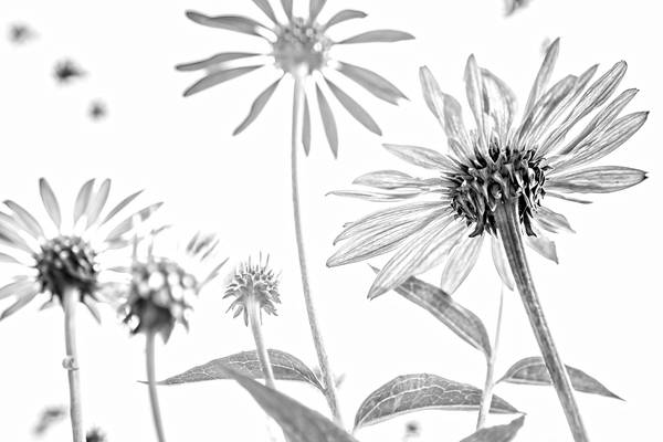 Sonnenblume, Blumen, schwarzweiss, weiss auf weiss, schatten, Fotokunst, minimalistisch, floral van Miro May