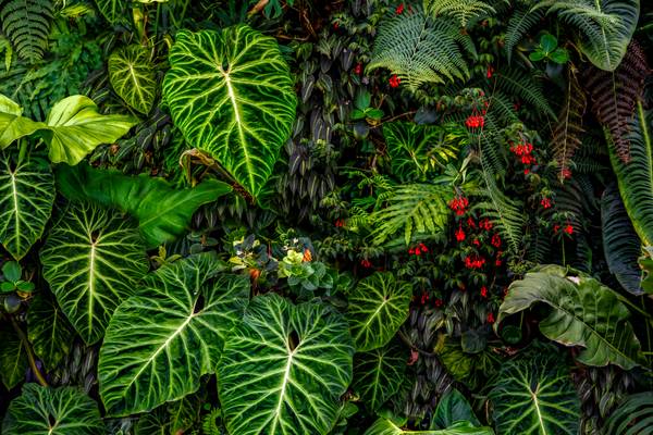 Tropische Pflanzen im Regenwald, Pflanzen und Blumen im Dschungel, Botanische Motive van Miro May
