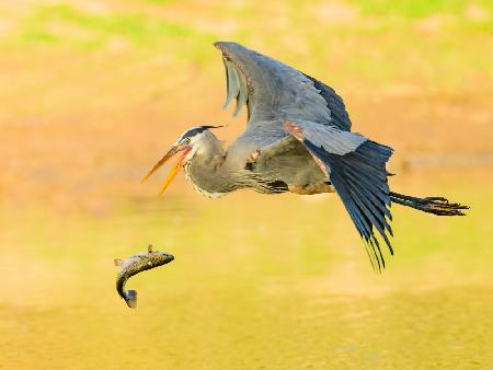 Great blue heron lost its fish
