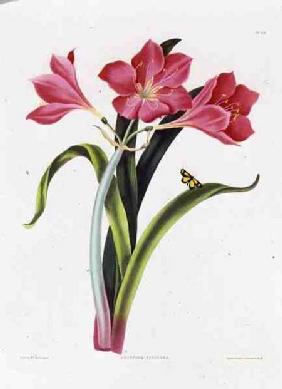 Amaryllis purpurea, plate 39 from 'Selection of Hexandrian Plants', engraved by Robert Havell (1769-