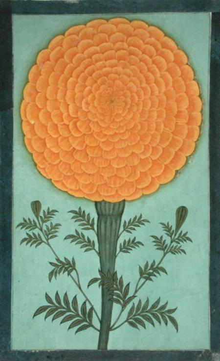 A Marigold, from the Small Clive Album  on van Mughal School