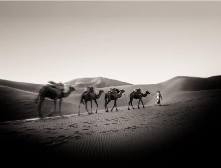 Four Camels