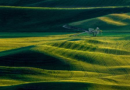 The View Of Palouse