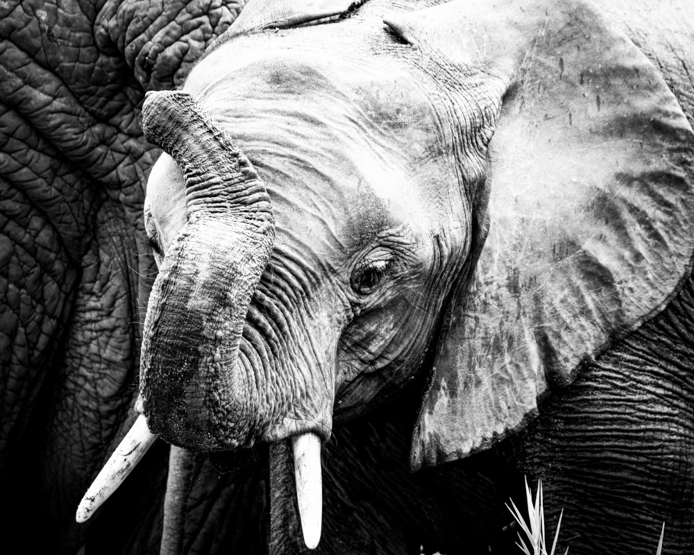 Elephant Calf van Naomi Lupton
