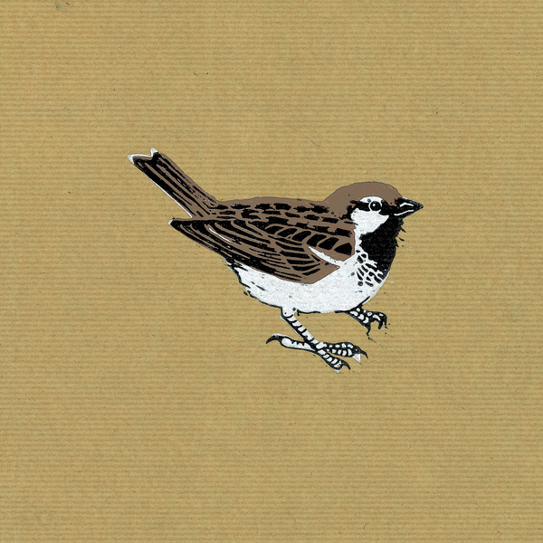 Sparrow van Nat  Morley
