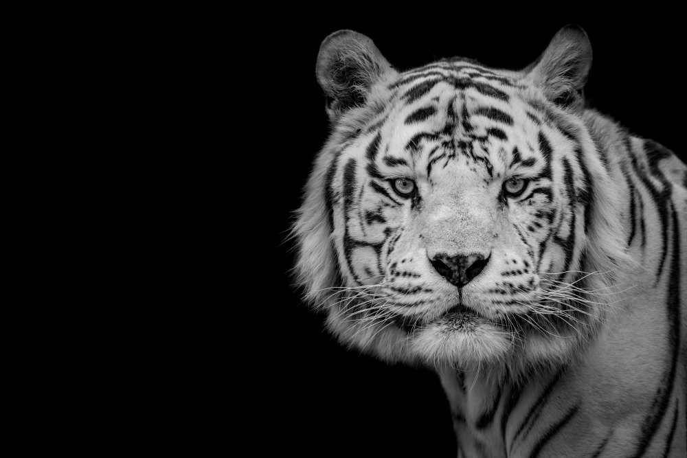 Bengal White Tiger van Nauzet Baez Photography