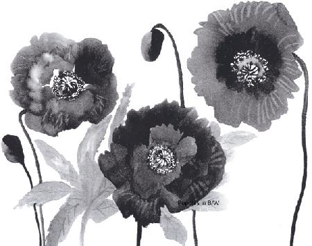 Poppies in Black and white