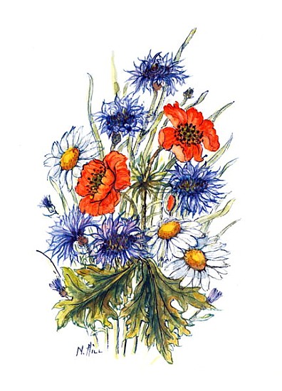 Cornflower, Poppy and Ox-eye Daisy (w/c on paper)  van Nell  Hill