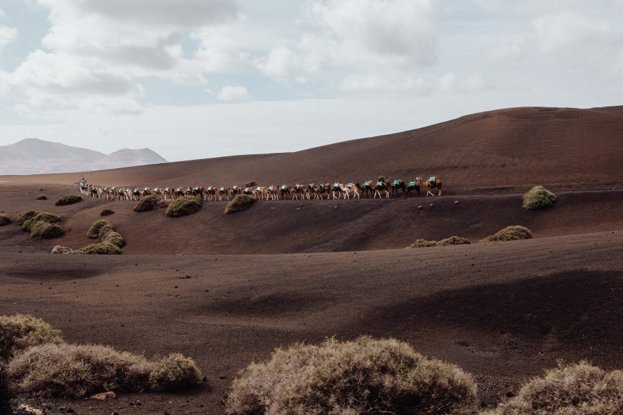 Dromedare vor Vulkanen auf Lanzarote van Laura Nenz