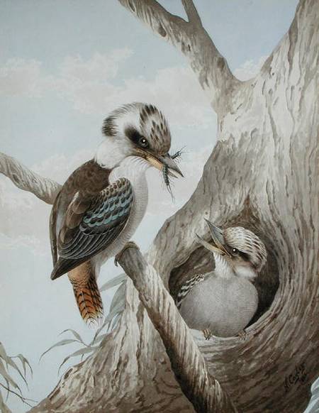 Kookaburras Feeding at a Nest in a Tree van Neville Henry Peniston Cayley