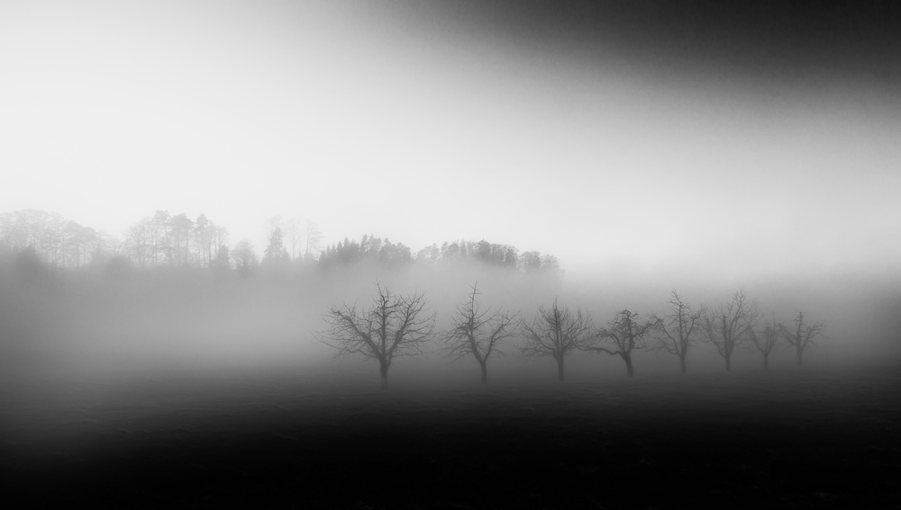 Eight trees in the mist van Nic Keller
